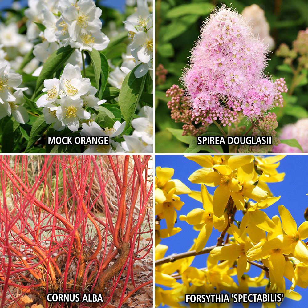 Complete Shrub Collection Bare Root Bushes (12 Pieces) Amazon.co.uk