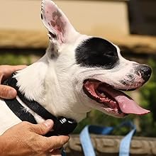 Petsafe, cableado, valla, perro, valla invisible, entrante, diseños, mascota, sistema de contención, patio máximo