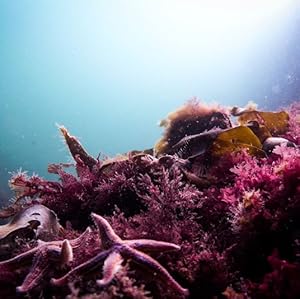 Free of Oxybenzone and Octinoxate 