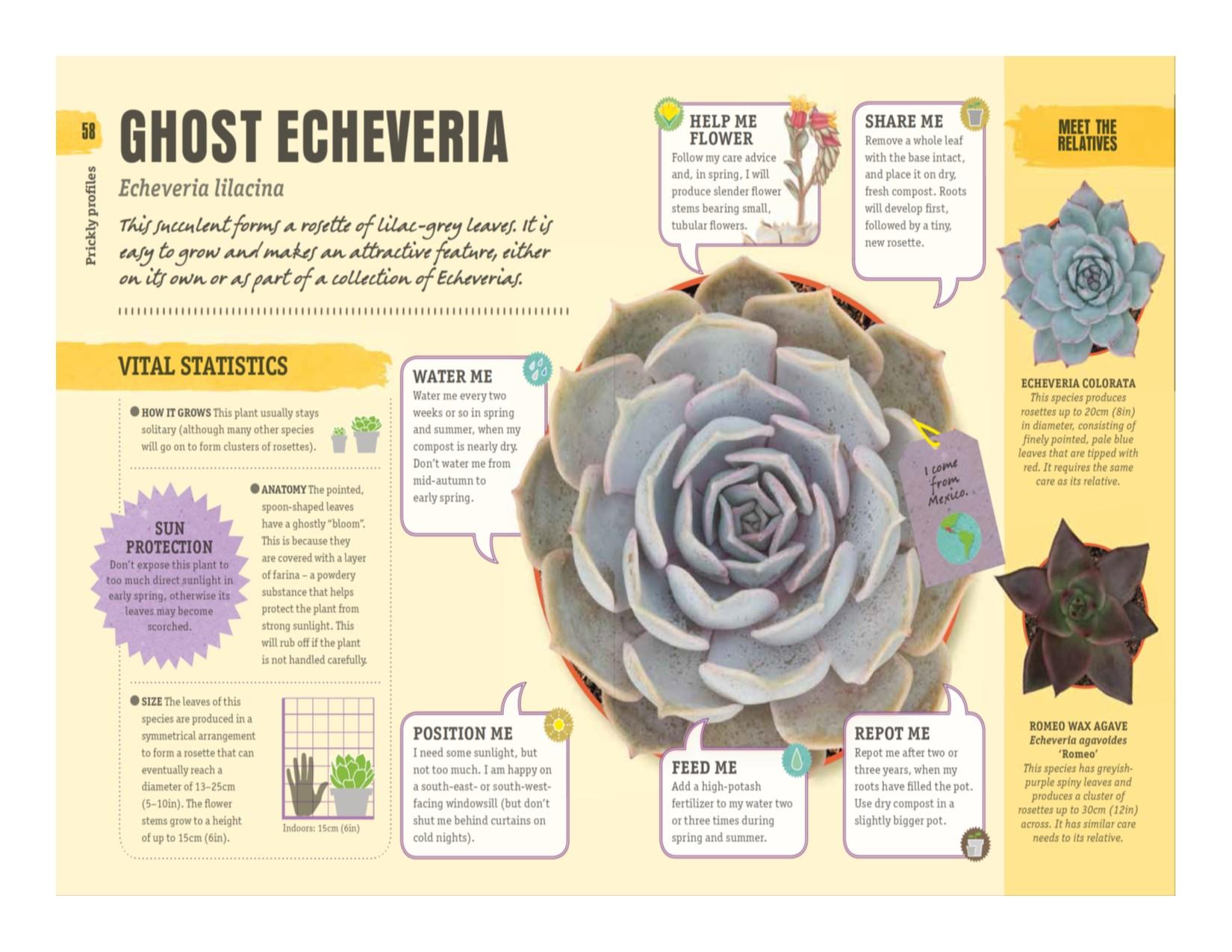 Happy Cactus Cacti, Succulents, and More DK 9781465474537 Amazon