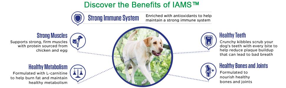 Amazon.com: Iams Proactive Health Large Breed Senior Plus