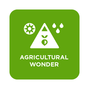 maca, maca powder, organic maca, organic maca powder, maca root powder, maca root, maca capsules, ge