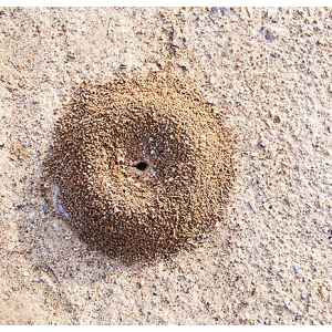 How to Treat Ant Hills