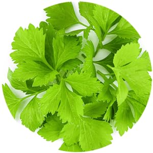 celery leaf