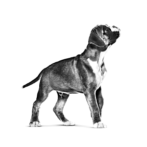 Tailor Made Nutrition For Boxer Puppy - Upto 15 Months Old Tailor Made Nutrition For Boxer Puppy - Upto 15 Months Old