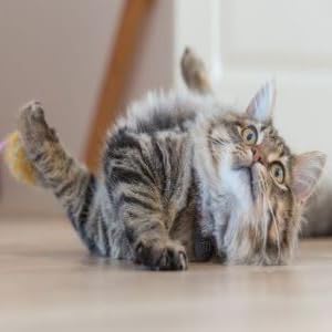 Cat/Rewards/Treat/Snack/Pleasure/Treat/Meat/Liquid/Healthy/Irresistible/Appetizer.