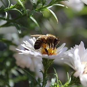 HoneyTree Honey Tree Raw Organic Wildflower Natural True Source