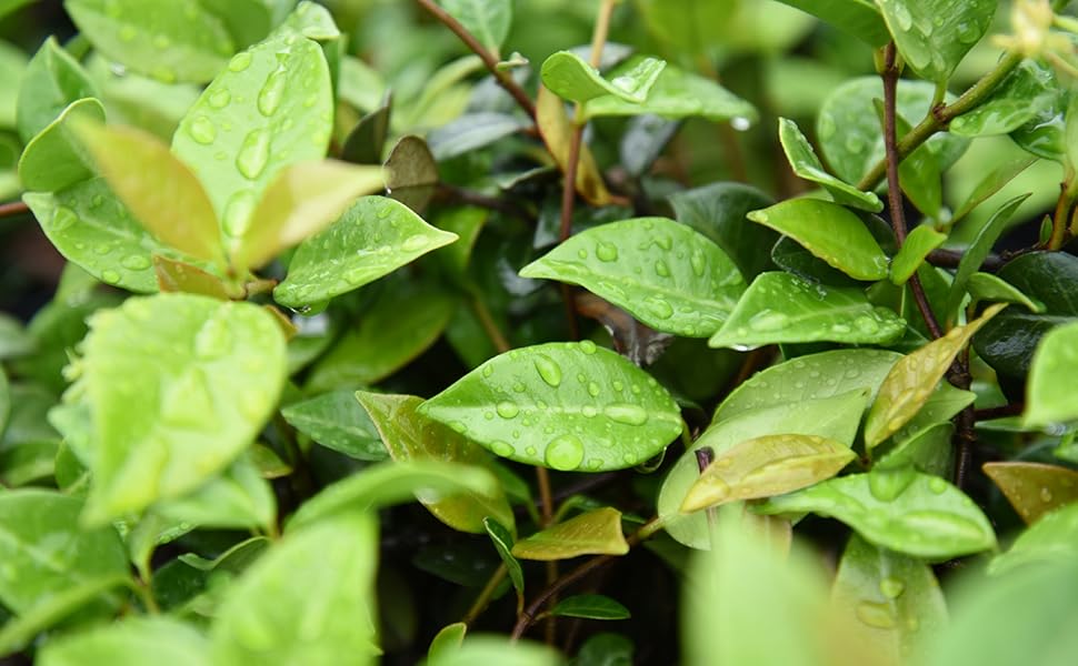 jasmineページ Perfect Plants Asiatic Jasmine Foundation/Hedge Shrub in 1