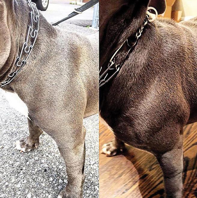 Bully Max The Ultimate Canine Supplement, 60 Tablets