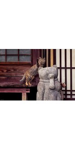 Amazon.co.jp: 500ピース ジグソーパズル めざせ! パズルの達人