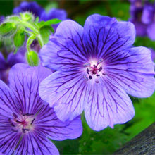Geranium