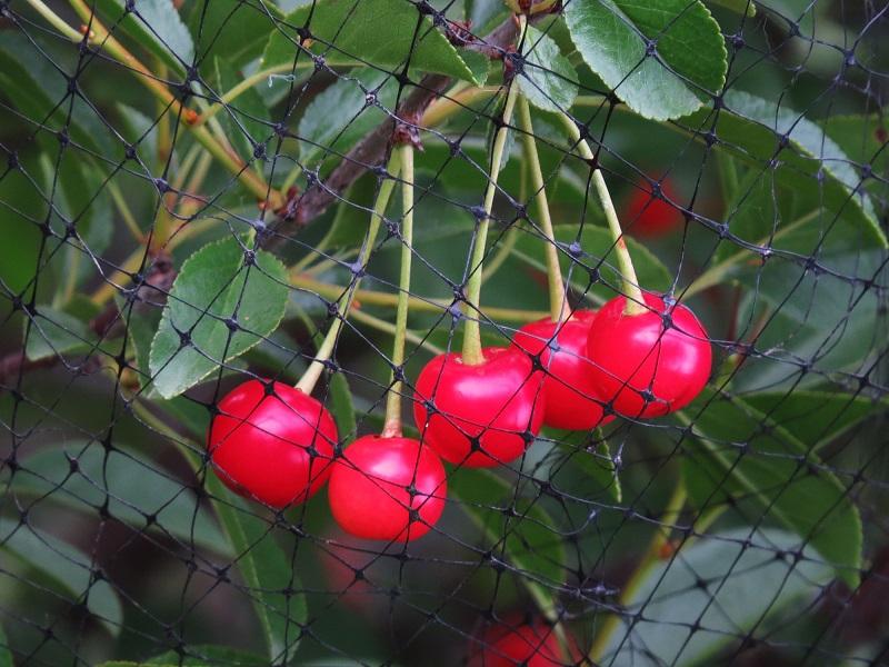 BirdBlock Bird Netting Reusable Mesh Netting Bird
