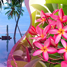 Glade Tropical Blossoms