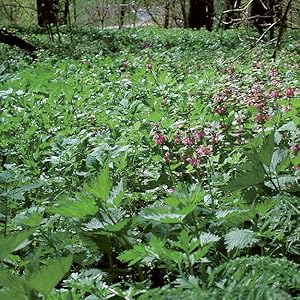 Essbare Wildpflanzen in Fülle vor unserer Haustüre