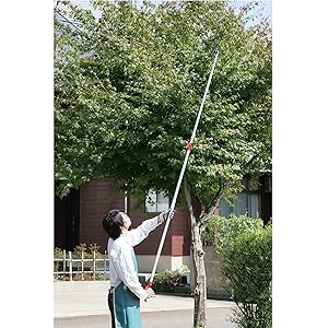 まきの木？　高さ3m まきの木？高さ3m