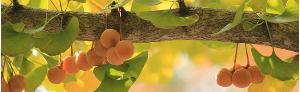 arbre de ginkgo biloba et ses feuilles et fruits
