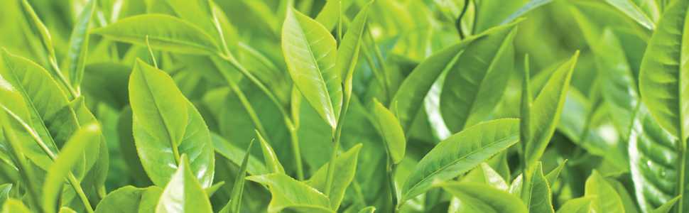 tea tree essential oil peppermint eucalyptus 