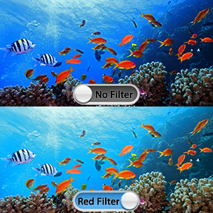 Capture Stunning View Underwater