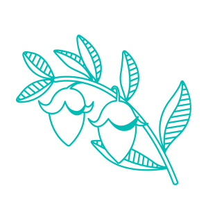Jojoba icon.