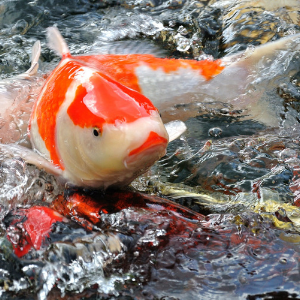 F