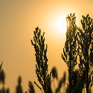 Braunhirse keimlinge proem.m fermentiert BIO