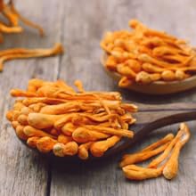 Grzyb gąsienicowy Tibet Cordyceps sinensis Cordycepin