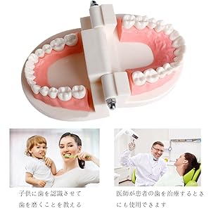 Amazon | Angzhili 上下顎模型 歯形模型 歯列模型 180度 開閉式