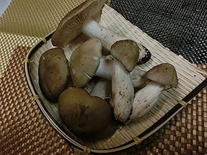 きのこさま確認ページ♡ 617PLfpX1UL._AC_SY200_QL15_.jpg