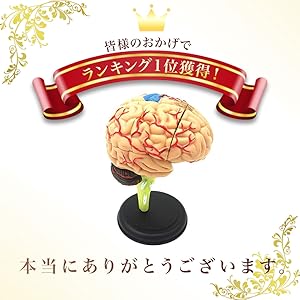 人体模型 叶绿体模型，放大[SKU: MG6962] – Nasco Healthcare
