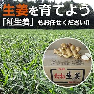 rara576様 種用生姜20キロ2 41JhcrUVFzL._UF350,350_QL50_.jpg