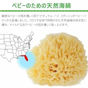 Amazon.co.jp: 天然海綿 スポンジ 地中海産 ハニコム種 100%天然