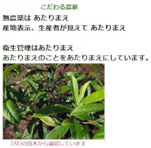 Amazon.co.jp: 【びわ葉エキスつくり用乾燥葉】［漬けるだけ