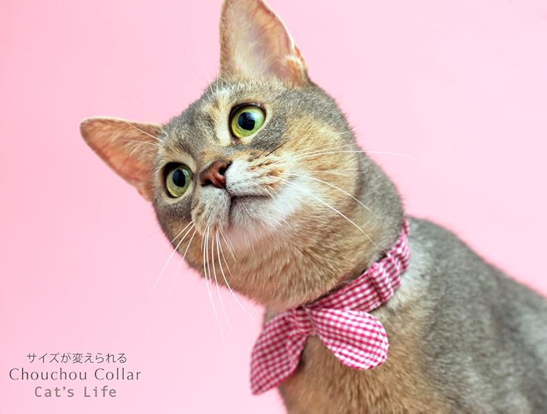 ピンクの猫ページ Amazon | マルカン 袖猫 ピンク CT-379 | マルカン | ハウス 通販