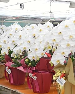 Amazon 胡蝶蘭専門店はなやか 胡蝶蘭 白大輪 3本立ち 24輪以上 観葉植物 オンライン通販