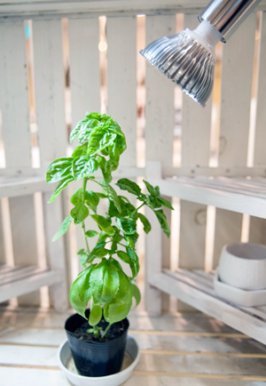 Amazon.co.jp: 【植物育成LED SUN-18W×E26 PLANT CLIP-A セット販売