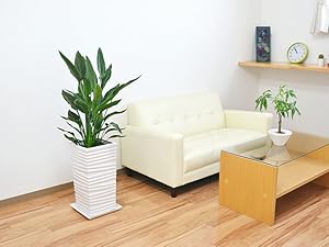 Amazon｜観葉植物 ストレリチア・レギネ バードオブパラダイス