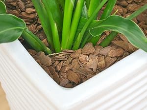 Amazon｜観葉植物 ストレリチア・レギネ バードオブパラダイス