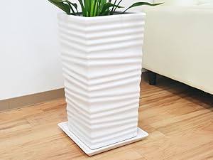 Amazon｜観葉植物 ストレリチア・レギネ バードオブパラダイス