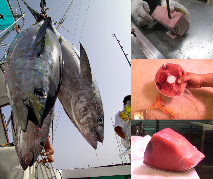 冷凍 大鉢鮪切り落とし 500g×3パック&amp;ウニ×5パックセット copi Amazon.co.jp: まぐろ 切り落とし 500g×3パック 訳あり 業務用