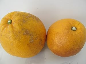 Amazon.co.jp: 熊本産 訳あり 河内晩柑 20kg［10kg×2箱］【 九州