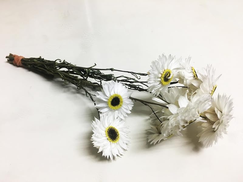 Amazon ドライフラワー花材 素材 花かんざし ナチュラル 花科学プレミアム ドライフラワー オンライン通販