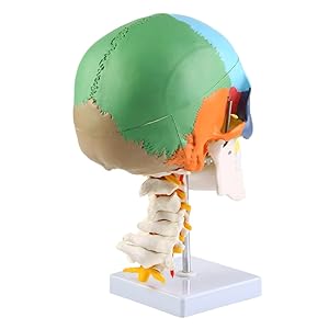 頭骨模型パズル　医療模型 Amazon.co.jp: Revteds 頭蓋骨スカル標本 人体模型 パズル