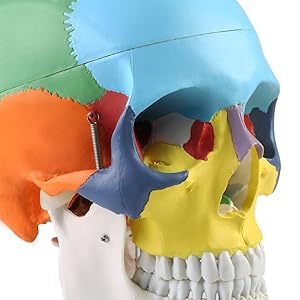 頭骨模型パズル　医療模型 Amazon.co.jp: VERY100 高品質 頭蓋骨模型 顎関節 立体パズル 4D