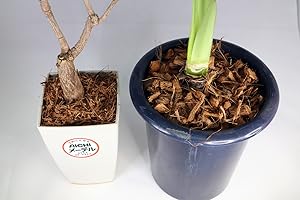 Amazon.co.jp: ココナッツハスクチップ (2S-容量200L) : DIY