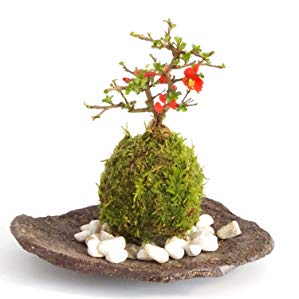 販売再開★完全品/ハイ苔5年物5個セット/庭や苔玉/厚約2cm/長47幅32 苔玉 盆栽 太い根茎 涼しげな葉 魅力的 シダ植物 シノブ 器