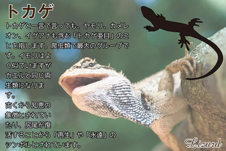 Amazon | シルバー 925 トカゲ イモリ ヤモリ 爬虫類 ペンダント