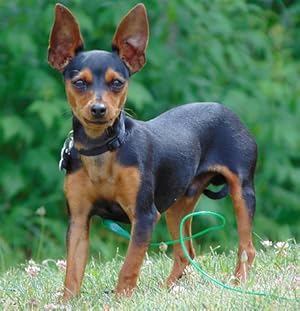 Amazon 本革製 キーホルダー ミニピンブラックタン ドコデモ ワンちゃん Vanca Craft 日本製 職人の手作り アニメ 萌えグッズ 通販 Amazon 本革製 キーホルダー ミニピンブラックタン ドコデモ ワンちゃん Vanca Craft 日本製 職人の手作り アニメ 萌えグッズ 通販