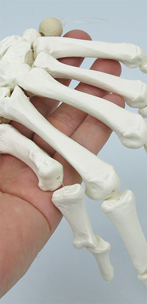 3Bサイエンティフィック 人体骨格分離モデル（全身） 箱付き 骨格分離モデル（全身） | 日本スリービー・サイエンティフィック