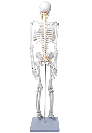 Amazon.co.jp: monolife 人体骨格模型 骨格標本 稼動 直立 スタンド