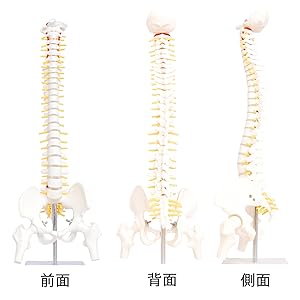 Amazon | monolife 人体模型 脊椎骨盤模型 脊柱 脊髄 背骨 腰椎